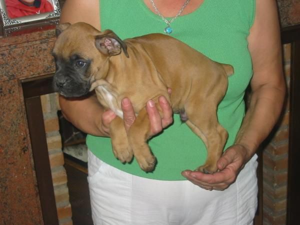 Boxer,cachorros,excelente calidad,con pedigree.