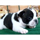 cachorros bulldog frances 150 - mejor precio | unprecio.es