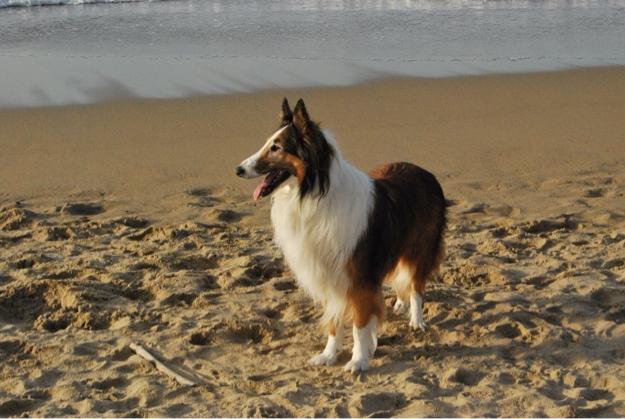 cachorros de rough collie