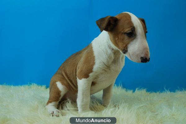 Fantasticos Bullterrier autenticos de raza