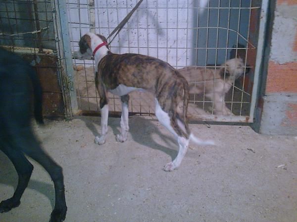 GALGO,ESCELENTE CACHORRA LINEA DE CAMPEONES 500