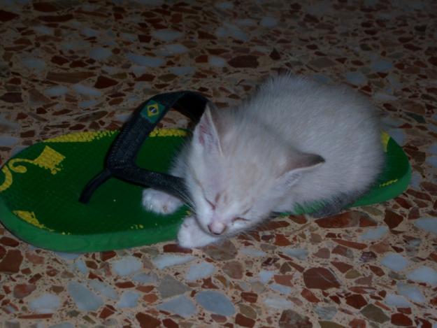 GATITOS MACHOS se regalan dos gatos pequeños preciosos