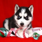 Husky Siberiano cachorritos dos meses con pedigree - mejor precio | unprecio.es