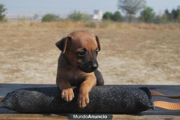 MINI PINSCHER DE CALIDAD