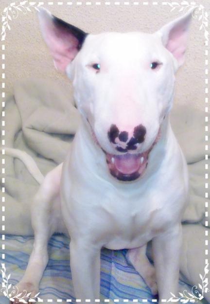 Se Ofrece Bull terrier para montas