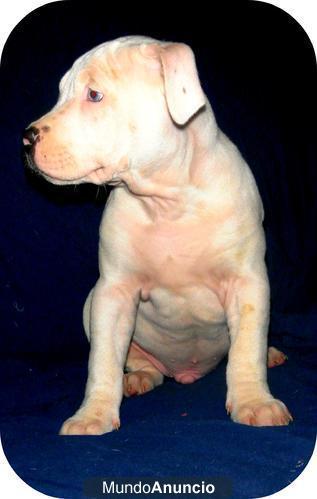 ultimos cachorros pitbull blancos