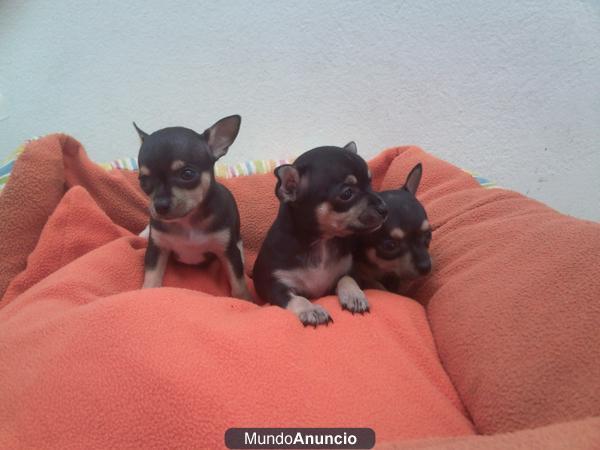 vendo cachorros chiguagua hembras