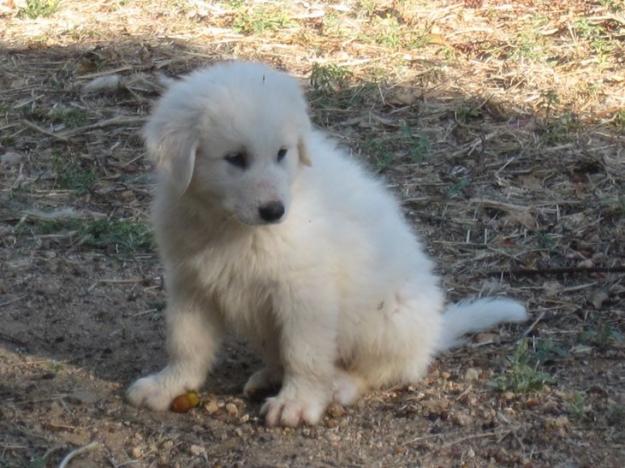 Vendo cachorros de montaña del pirineo