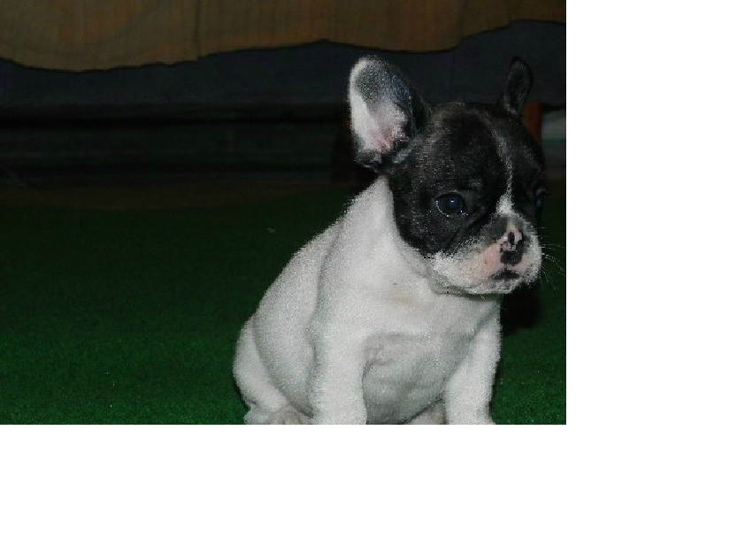 Cachorros bullldog francés color blanco.