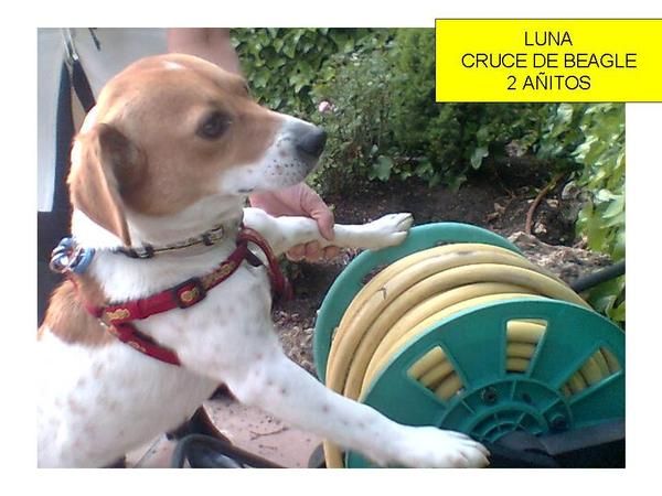 - ADOPTA, xBeagle, ADOPTA, xBeagle---