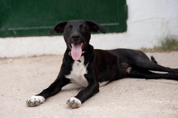 Aaron. Precioso cachorro de color negro azabache. GPAR