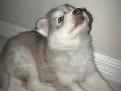 CACHORRA HUSKY  Pedigree LOE