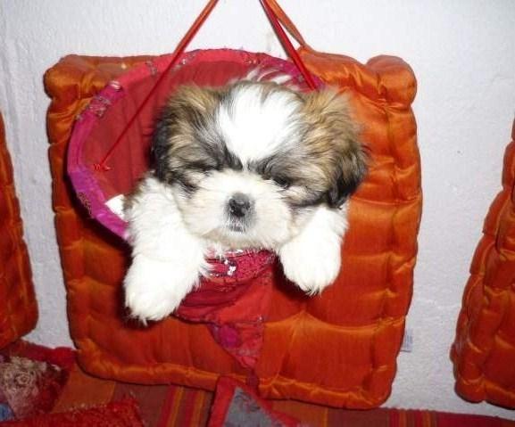 CACHORRITOS DE SHIH TZU MUY CHATOS CON PEDIGRÍ