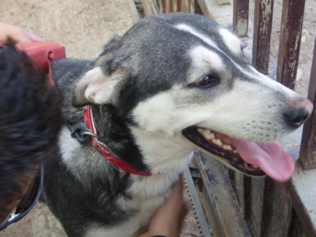 Coraje mestiza de husky en adopción