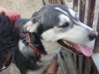 Coraje mestiza de husky en adopción - mejor precio | unprecio.es