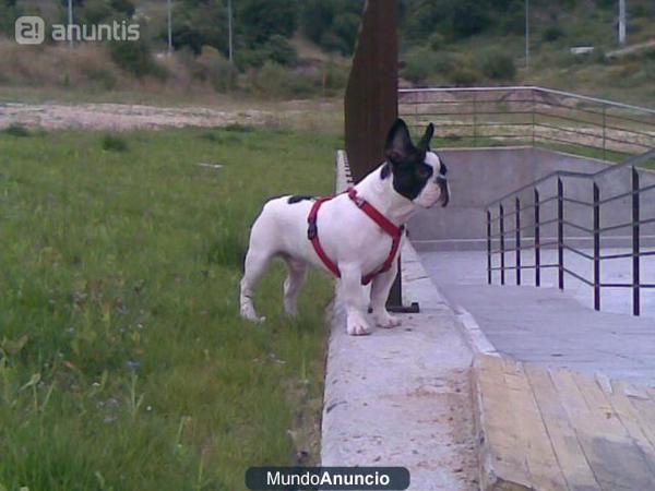 cruce de bulldog francés SUPER ORPOTUNIDAD