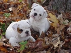 espectaculares bulldog inglés cachorritos vende criadero emanuel - mejor precio | unprecio.es