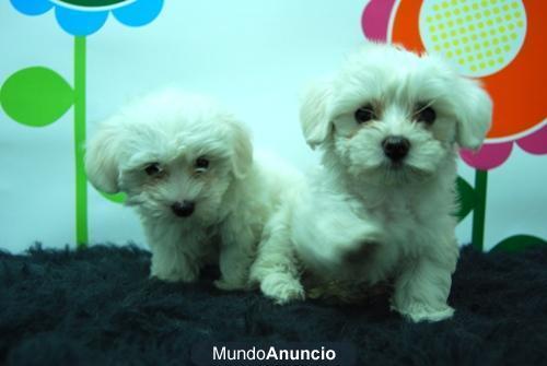 Peluditos cachorrines de bichon maltes,muy peluditos,excelente calidad