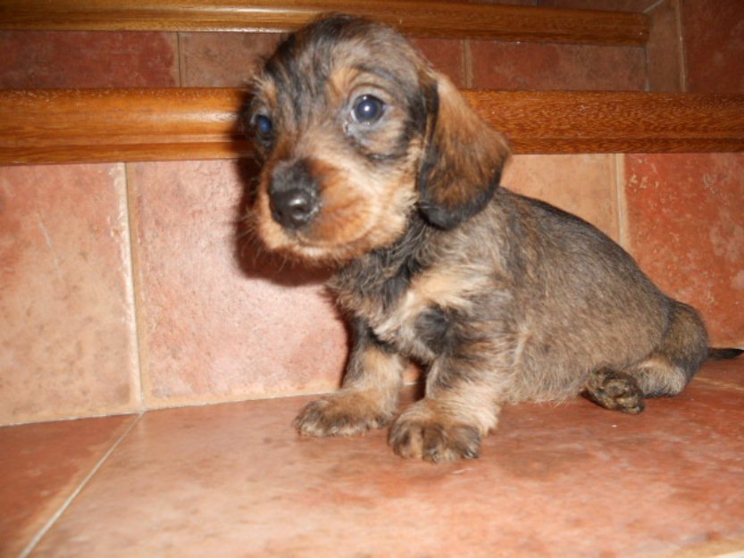 teckel cachorros con pedigree LOE