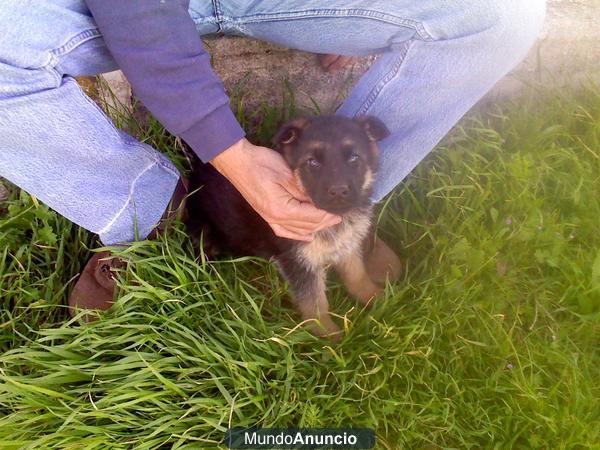 Vendo impresionantes cachorros de pastores aleman a buen precio