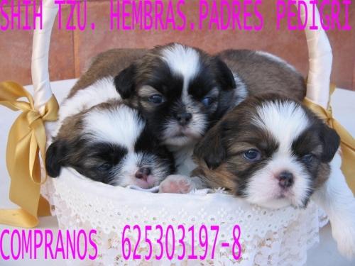 Venta cachorros Shih-Tzu. Malaga