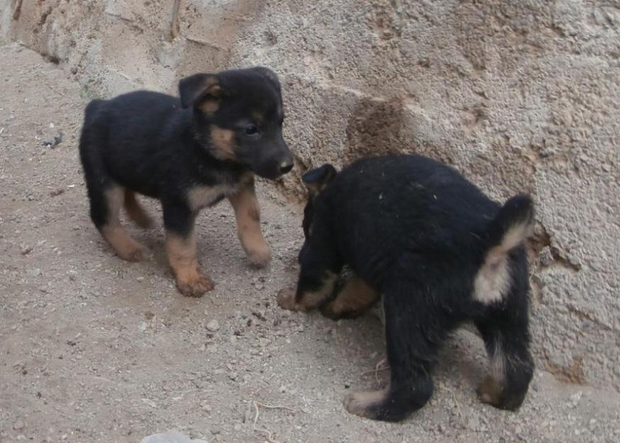 Adopta un cachorros mestizo de pastor aleman