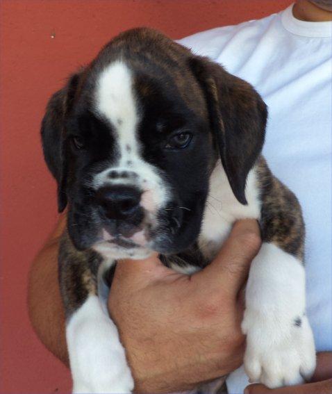 Boxer super cachorros