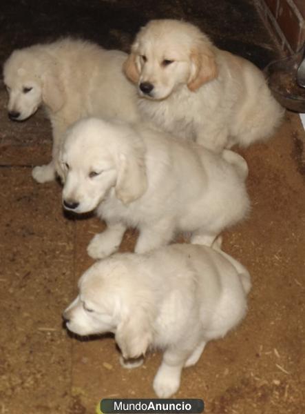 cachorros golden retriever