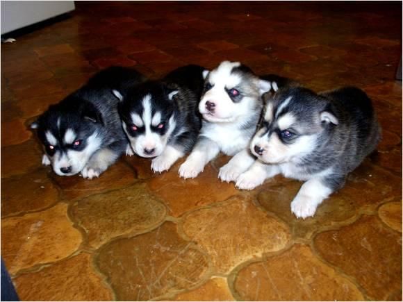 CACHORROS HUSKY TODA ESPAñA