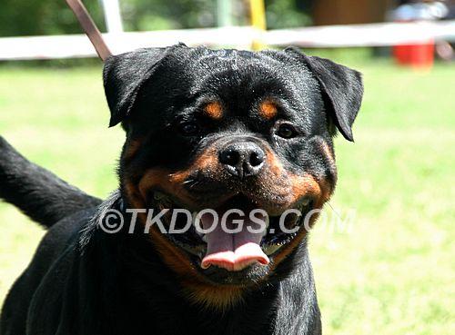 cachorros rottweiler disponibles