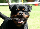 cachorros rottweiler disponibles - mejor precio | unprecio.es