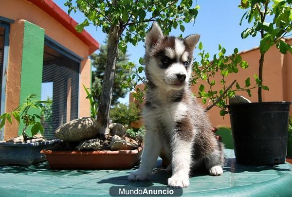 camada de husky de excelente genetica// fotos reales