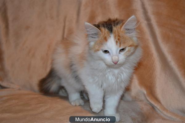 COMPRA GATITA ANGORA PARA PAPANOEL !