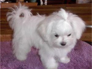 Disponibles cachorritos de Bichon Maltes muy pequeños y