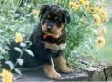 HERMOSISIMOS CHACHORROS ROTTWEILER A LA VENTA -300â¬