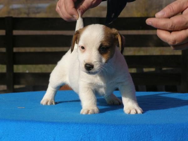 jack russell - parson russell