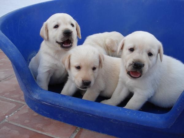 Labrador Retriever