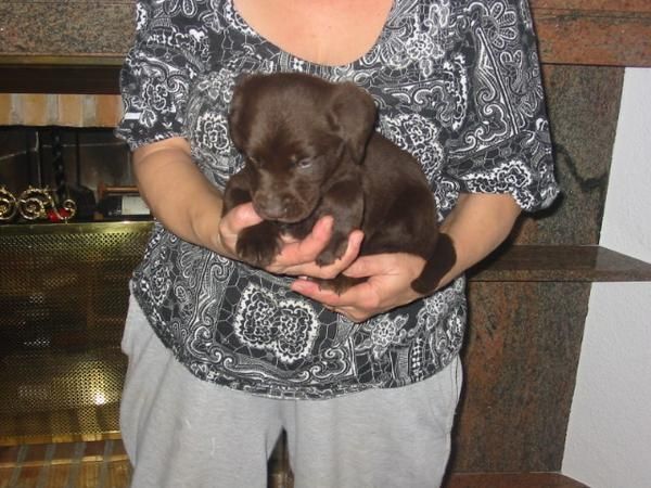 Labradores retriever,chocolate,dorados y negros.Pedigree.