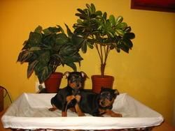 PINSCHER MINI 290