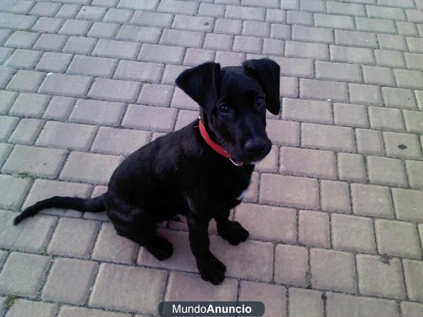 REGALO labrador de 4 meses