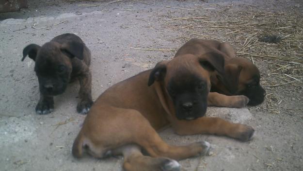 vendo cachorros de boxer