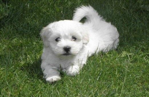 Cachorros de maltés preciosos machos y hembras