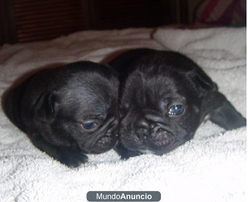 Cachorro de bulldog francés