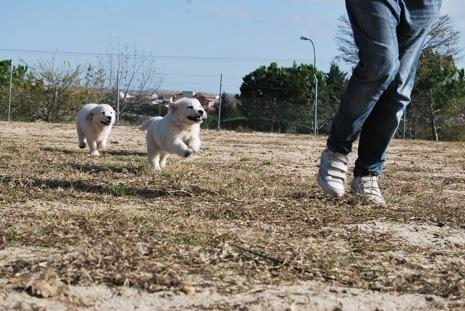 Cachorritos de golden disponibles , 350 euros