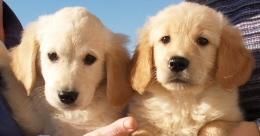 Cachorros de Golden,5 años de Garantia