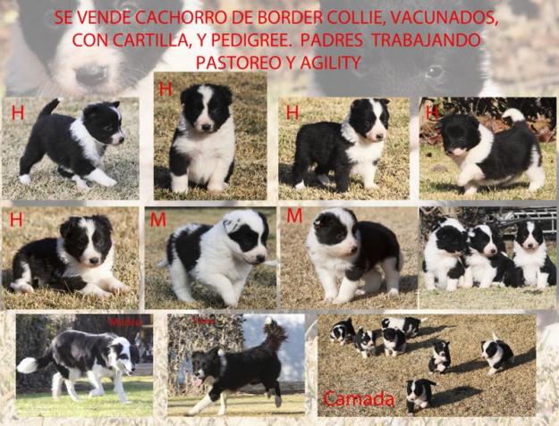 Camada de border collie