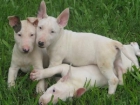 grandes personalidades bull terrier 150 e - mejor precio | unprecio.es