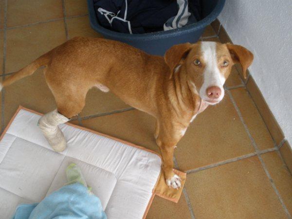 Precioso cruce de Podenco busca hogar