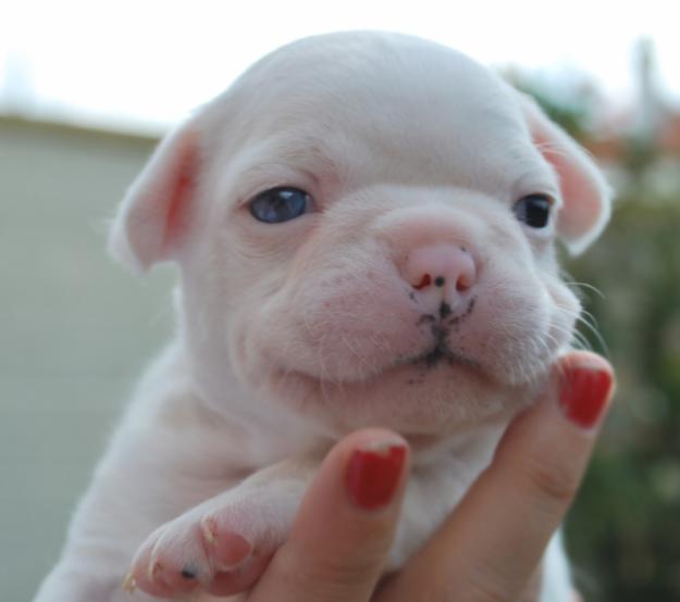 preciosos cachorros de bulldog frances linea sangre azul