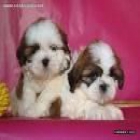 SHIH TZU PEDIGREE 350 - mejor precio | unprecio.es